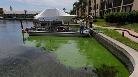Toxic Algae Florida Fort Myers Declares State Of Emergency Amid Crisis
