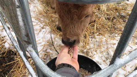 Bottle Calves And Dealing With Scours And Adding Starter Feed To Diet