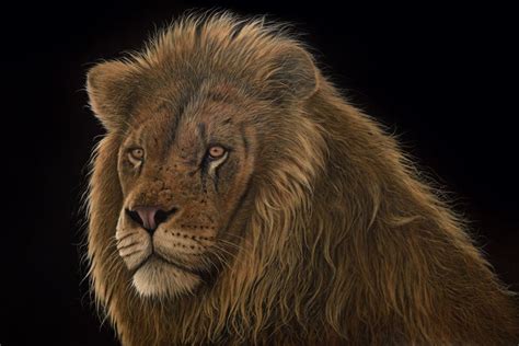 frank pretorius panthera leo lion framed original art — new look art