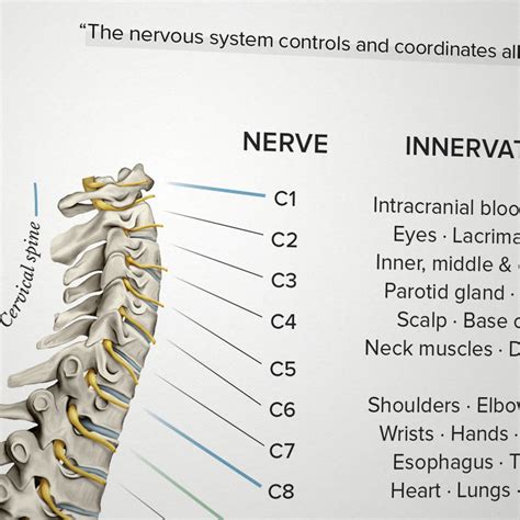 Spinal Nerve Function Chart Etsy