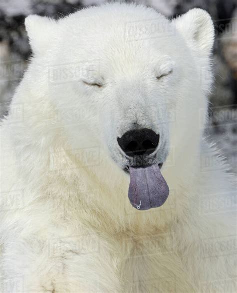 Polar Bear Ursus Maritimus Head Portrait With Blue Tongue Sticking