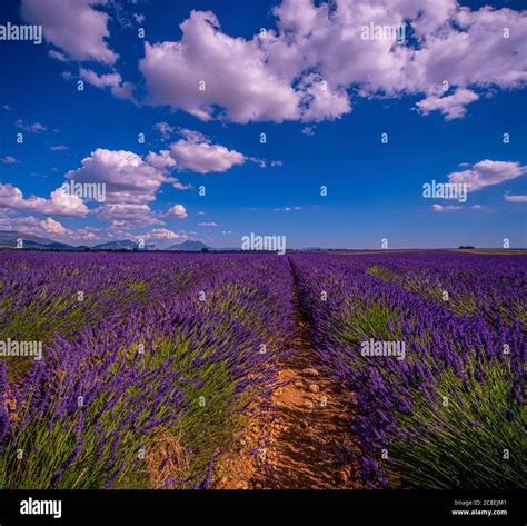 The Lavender Fields Of Valensole Provence In France Stock Photo Alamy