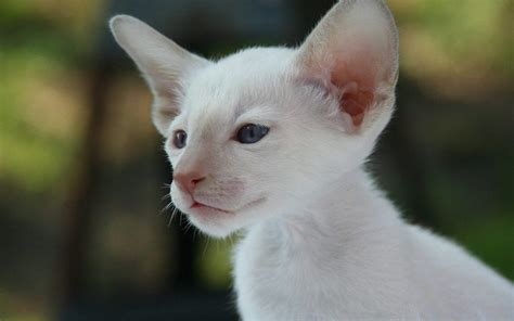 If these types of cancers are found in the mouth, tonsils or on the feet by the nail beds. Is Your Light-Colored Cat at Risk for Squamous Cell ...