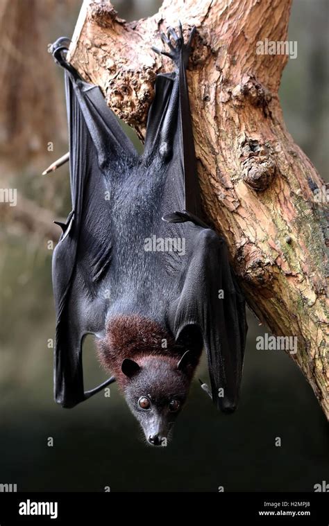 Flying Fox Bat Stock Photo Alamy
