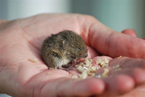 Baby Vole Water Vole Cute Animal Tattoos Nature Aesthetic