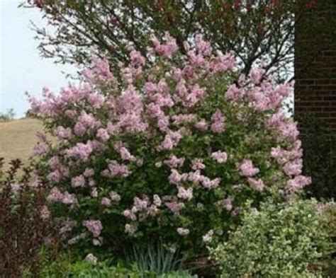 SYRINGA JOSEE REBLOOMING LILAC FRAGRANT PLANT APPROX INCH