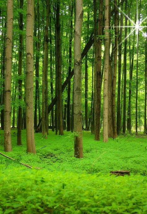 Lush Green Forest 2 By Cindy Haggerty In 2021 Nature Photography