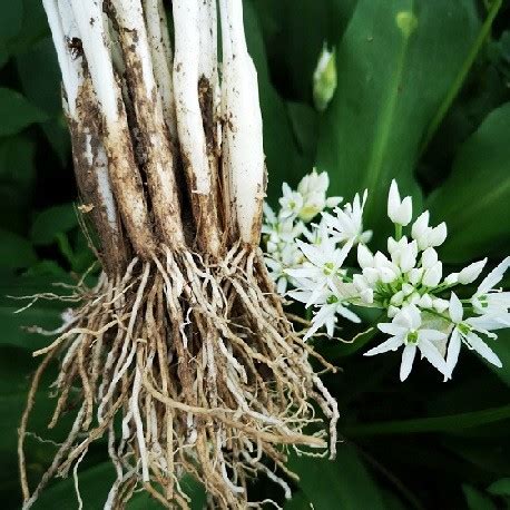 Bulbes D Ail Des Ours Gousses D Allium Ursinum