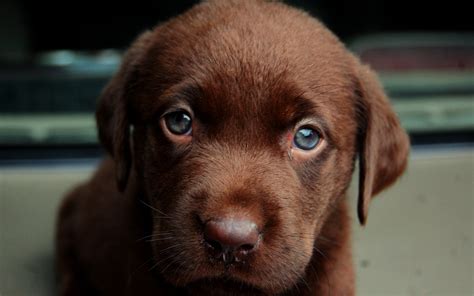 Brown Color Labrador Retriever Puppy Wallpapers And Images Wallpapers