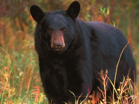 Black Bear Animal Wildlife