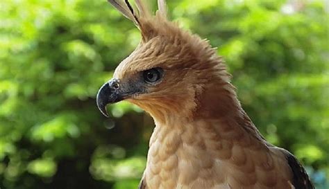 Elang Jawa Burung Luar Biasa Yang Ternyata Jadi Simbol Garuda Pada Pancasila Boombastis