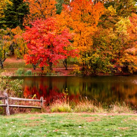 Heres Why Trees Change Their Colors And Lose Leaves In Autumn Ppm