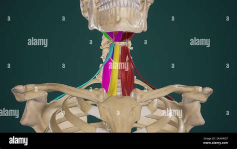 Anatomy Of Suprahyoid And Infrahyoid Muscles Stock Photo Alamy