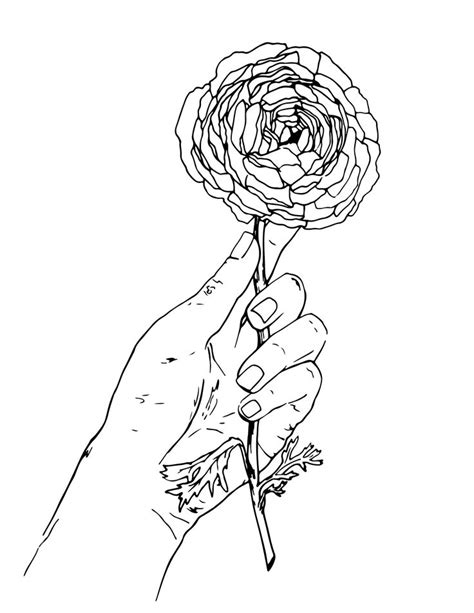 Coloring Page Flower In Hand Ranunculus Line Drawing By