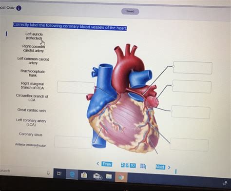 32 Heart Anatomy Quiz Label Labels Database 2020