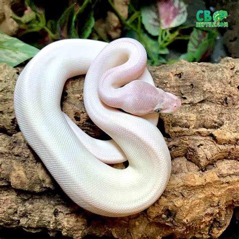 Blue Eyed Leucistic Ball Python For Sale Blue Eye Lucy Ball Pythons For