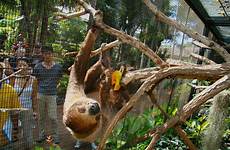 sloth toed sloths linne honolulu