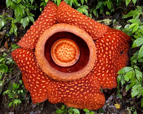Rafflesia Arnoldii Giant Corpse Flower In Habitat West Sumatra