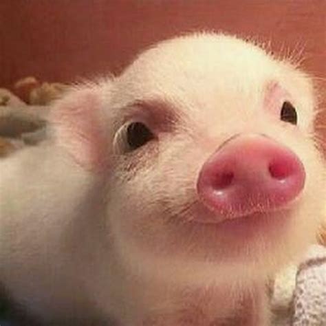 piggy oink - YouTube