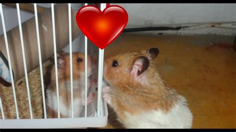 Hamster Enamorado My Hamsters Girl Hd 1080 Youtube