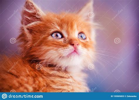 Cute Little Red Kitten With Amazing Blue Eyes Beautiful Portrait Stock