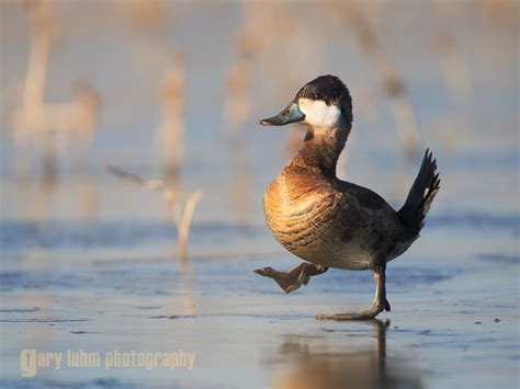 Ruddy Duck Male Walking On Ice Vic Fazio Yolo Wildlife Area