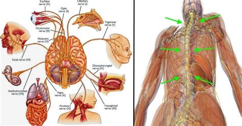 This Nerve Touches Almost Every Organ In The Body Heres How To Use It