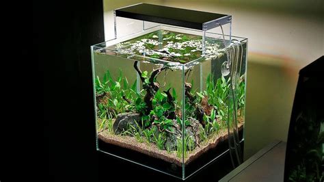 How To Setup Beautiful And Simple Betta Fish Tank
