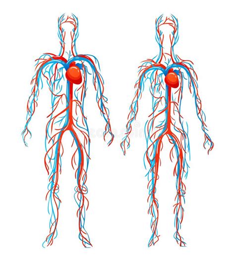 Anatomical Structure Human Bodies Blood Vessels With Arteries Veins