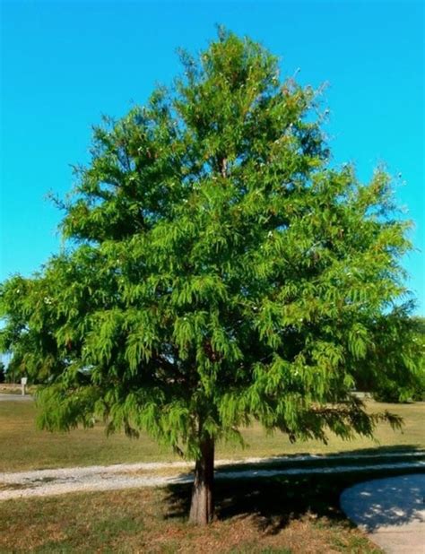 Bald Cypress Fort Wayne Trees