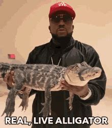 Gator Alligator Gifs Tenor