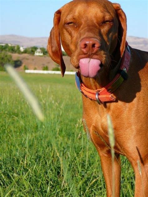 112 Best Images About Animals Sticking Their Tongues Out On Pinterest