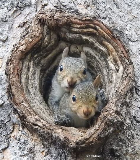 Sweet Eastern Gray Squirrel Babies That Live In My Tree Writes