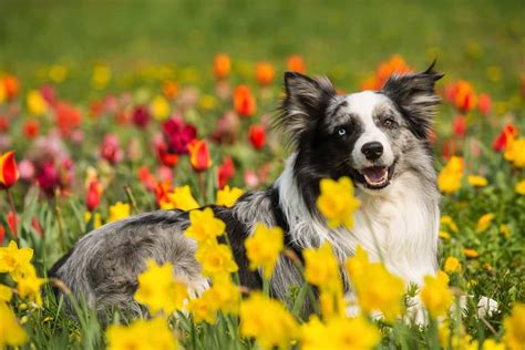 Merle Border Collie 4 Best Ways To Keep This Active Dog Healthy