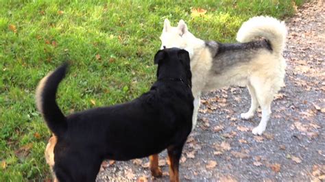 Malamute Rottweiler And Hovaward Meeting Each Other At The Dog Park