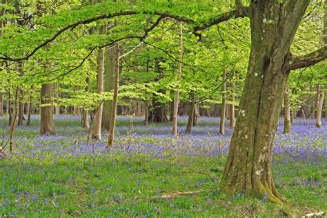 New Foliage And Bluebells Chase Wood © Simon Barnes Geograph