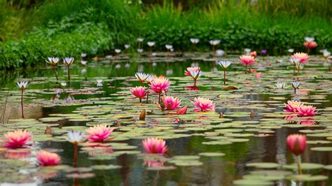 Pond With Beautiful Pink Lotus Flowers 4k 5k Hd Flowers Wallpapers Hd