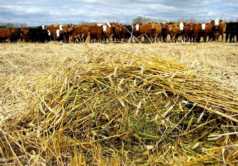 Annual Forages Offer Benefits Says Forage Specialist Alberta Farmer