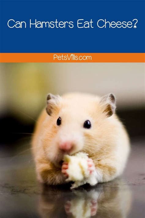 Can Hamsters Eat Cheese Nutritious Treats Feeding Tips
