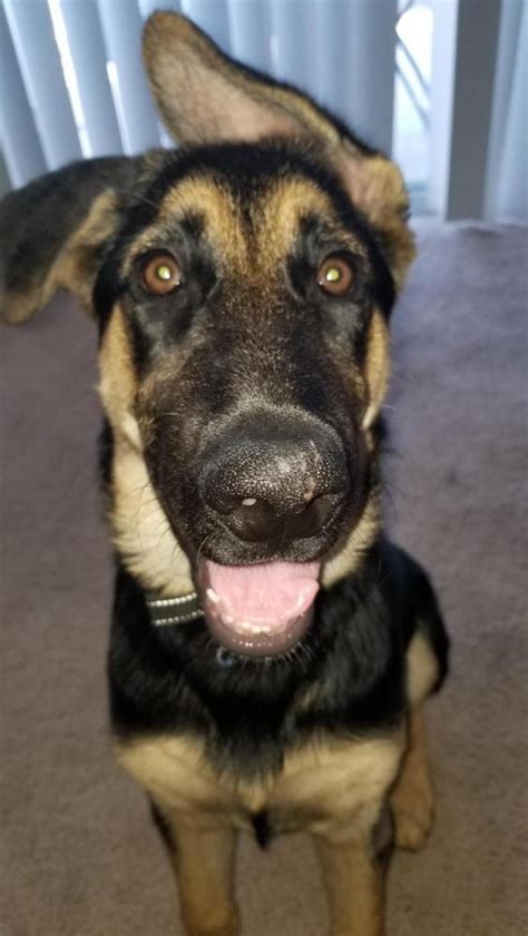 Recently my 5½ month old german shepherd dog suffered inflammation on the interior (hairless) part of his right ear. Initial signs of allergies - German Shepherd Dog Forums