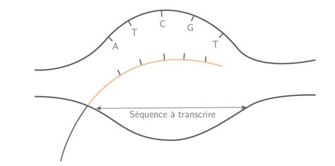 Schématiser La Transcription Et La Traduction 1s Exercice De