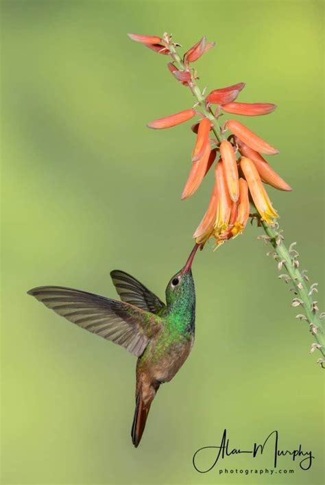 Buff Bellied Hummingbird Focusing On Wildlife