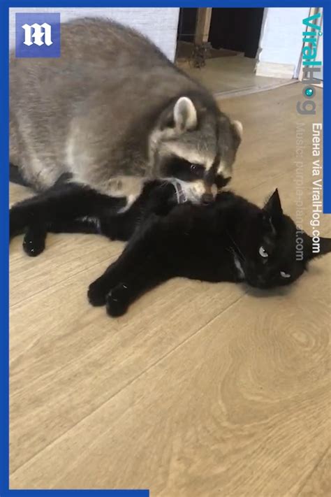 Raccoon And Cat Are Besties This Cat Would Like To Set Some