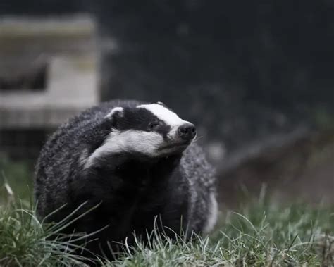 European Badger Facts Diet Habitat And Pictures On Animaliabio