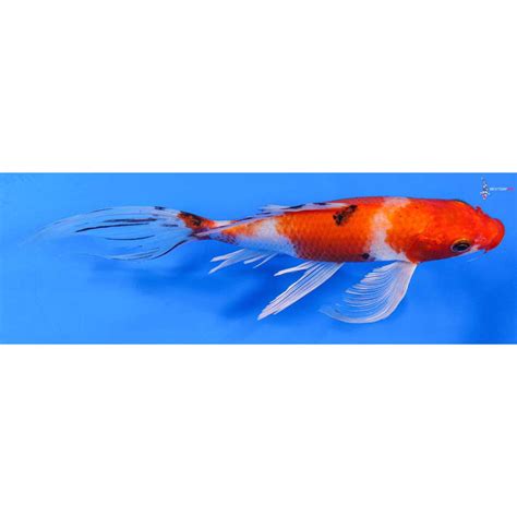 10 Imported Sanke Butterfly Koi Koi Fish For Sale