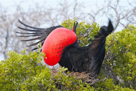 Magnificent Frigatebird Fregata Magnificens North Seymour Island