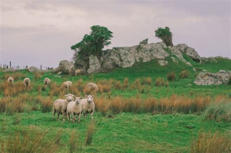 Free A Group Of Sheep On A Hill Image Stunning Photography