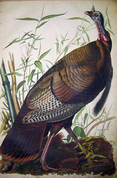 living on earth birdnote audubon s wild turkey john james audubon birds of america audubon
