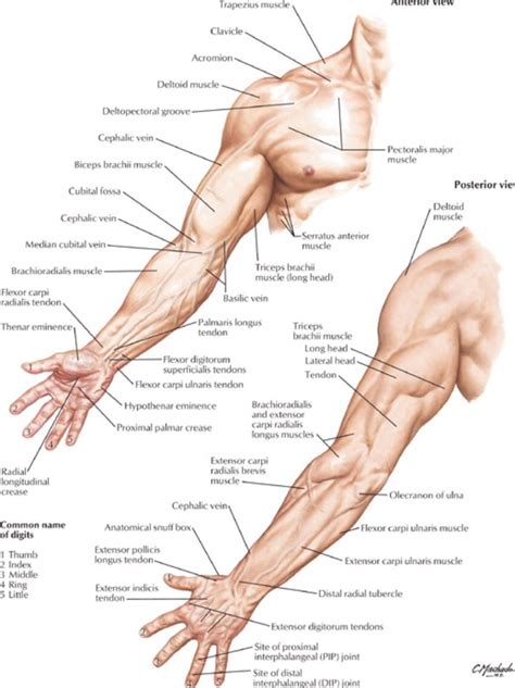 Muscles are classified into three groups according to differences in their structure and function. Surface anatomy of the arm - Netter | Muscle anatomy ...