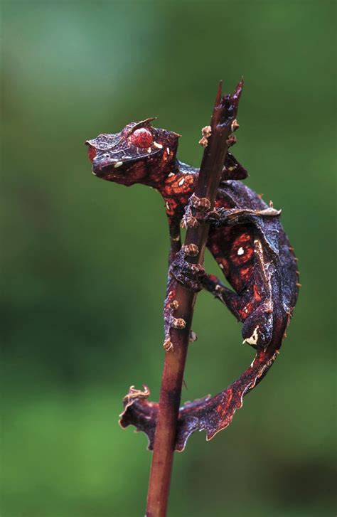 TYWKIWDBI Tai Wiki Widbee Uroplatus Phantasticus The Satanic Leaf Tailed Gecko